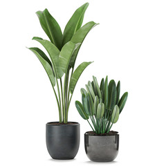 Strelitzia in a black pot isolated on white background