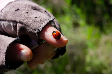 Coccinellidae. Coccinella septempunctata. Bug. Beetles. Insect. Invertebrate.
