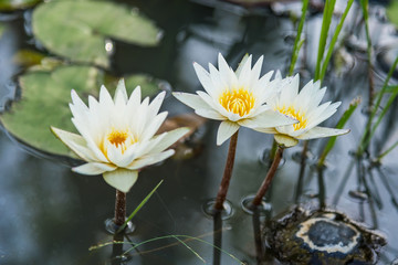 Three white waterlily in bloom In a natural pond