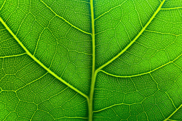 Green leaves background and texture the leaves of a fiddle leaf fig tree.