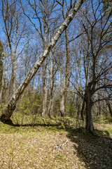 Bare trees in the spring forest