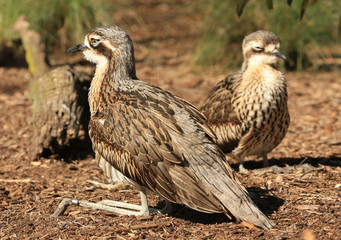 Bush Stone-curlew (Burhinus grallarius), a ground-dwelling native Australian bird, lying down.