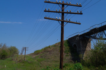 Power lines. Electrification. Electricity. Old electric poles in the forest.