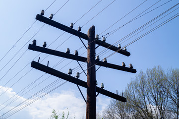 Power lines. Electrification. Electricity. Old electric poles in the forest.