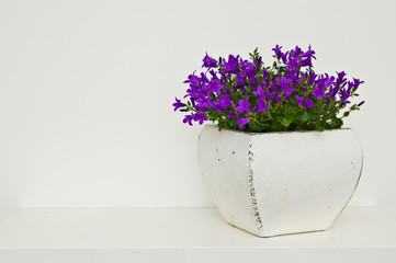 Campanula flowers home decoration in white clay pot on shelf