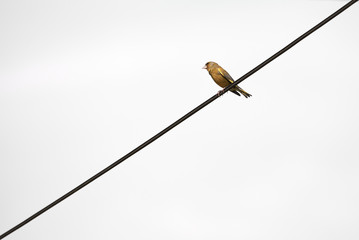 European greenfinch bird sitting on wire (Chloris chloris)