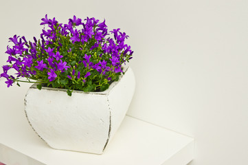 Campanula flowers home decoration in white clay pot on shelf