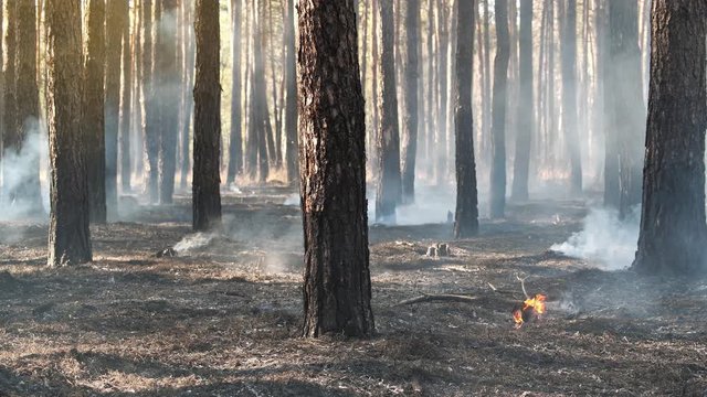 Smoke after fire in conifer forest