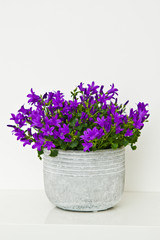 Campanula flowers home decoration in white clay pot on shelf