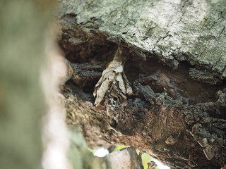桜の木の幹にぶら下がったみのむし