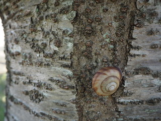 桜の木の幹にしがみつくカタツムリ