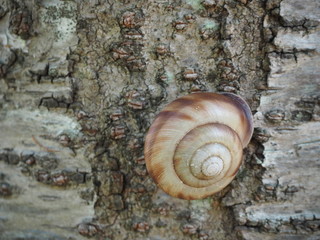 桜の木の幹にしがみつくカタツムリ