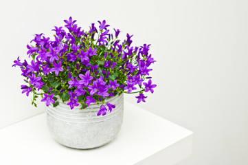 Campanula flowers home decoration in white clay pot on shelf