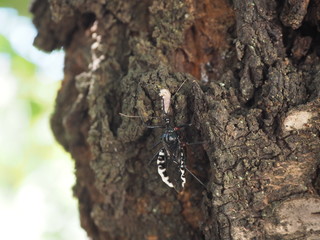 桜の幹を歩きながら小さなイモムシの体液を吸うヨコヅナサシガメ