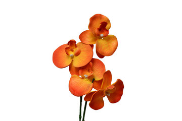 orange orchid on a white background
