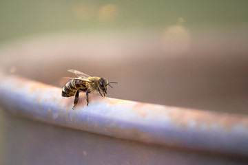 bee 