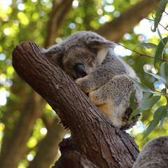 Fototapeta premium Close up of sleeping koala, resting in eucalyptus tree branches - taken at a zoo in Queensland, Australia
