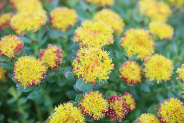 Rhodiola Rosea ( Roseroot)