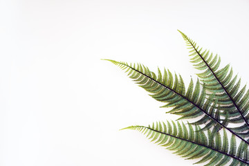 Fototapeta premium Fern leaves laid out on a white background, workspace