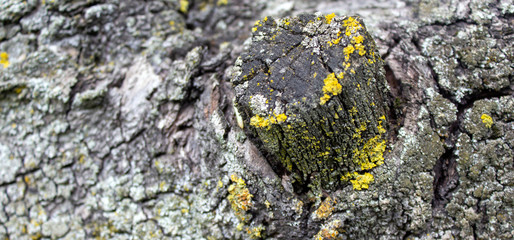 Tree bark with small spots of moss. Remnants of a sawn branch. Beautiful background.