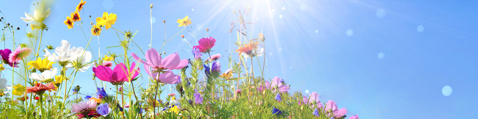 Colorful wild flower meadow with blue sky and sun rays with bokeh lights - floral summer background...