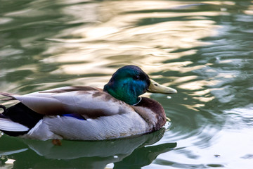 Obraz premium Male wild mallard duck swimming in a lake. Wild environment of migratory birds.