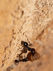 Ant looking for food to take to the anthill