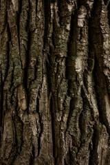 Bark of tree macro. Background closeup of a tree trunk.