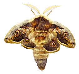 Moth, Saturnia pyri, the Giant Peacock moth, Great Peacock moth, Giant Emperor moth or Viennese emperor (Lepidoptera: Saturniidae). Genetic mutation with short undeveloped wings. Isolated on a white