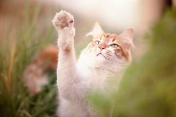 Gato Blanco