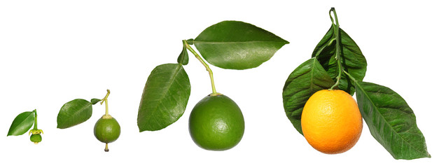 Stages of citrus (orange) fruit development and maturing. Isolated on a white background