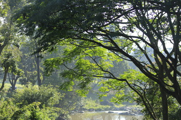 Green tropical forest