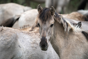 Obraz premium Tarpan horse portrait
