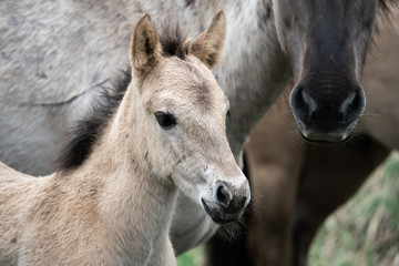 Fototapeta premium Wild cute foal