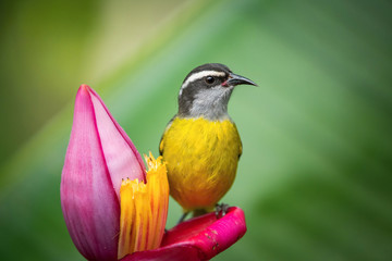 The Bananaquit, Coereba flaveola is sitting on the amazing red and yellow banana bloom in colorful backgound. Costa Rica