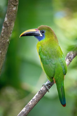 Aulacorhynchus prasinus, Emerald toucanet The bird is perched on the branch in nice wildlife natural environment of Costa Rica