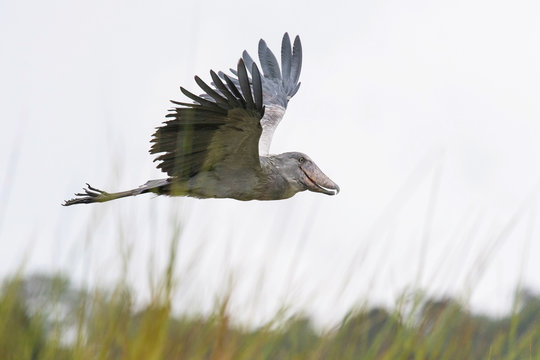 The Shoebill, Balaeniceps rex or Shoe-Billed Stork. The majestic bird of the wetlands and an excellent fisherman is in typical green environment. Flying above the grass od Uganda wetlands.