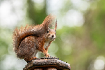 Eichhörnchen auf Vogelhaus