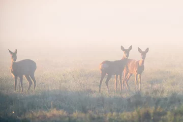 Deurstickers Family of roe deers at misty sunrise © alexugalek