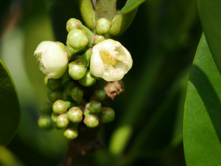 Happiness tree flowers 　Common Garcinia flowers