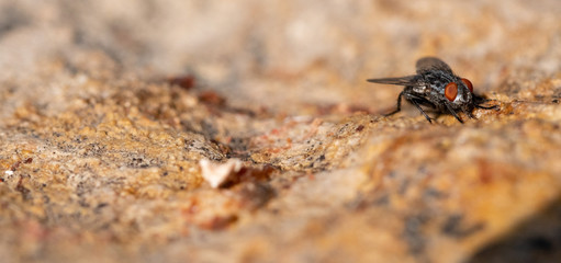Common house fly in habitable environments located in an open  open.    this insects make their appearance in all social settings 
