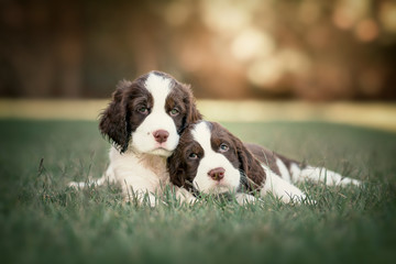 Springer Spaniel Dog