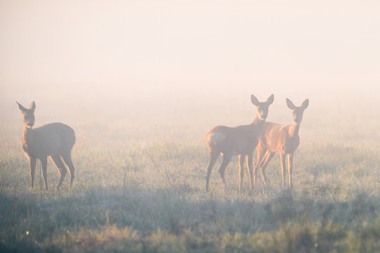 Family Of Roe Deers At Misty Sunrise