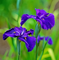 Japanese Iris Ensata Yatsugatake in a bog garden