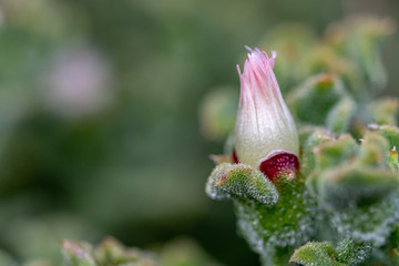 Colorful and diverse forest in  early spring,. enhanced in a suitable background, it shows all its colors and splendor 
