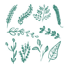 Set of green plants and leaves linear contour vector