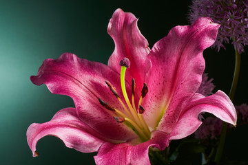 detail of lily flower in photo studio