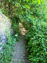 Fototapeta premium path in the forest