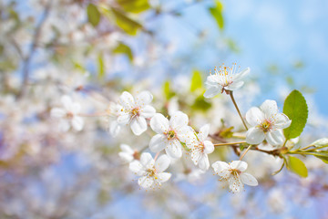 In spring, blooming apple tree, pink and white flowers. Close-up. Pear tree or cherry tree.
