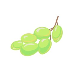 Green grapes isolated on the white background. Vector illustration. Grapevine. Flat